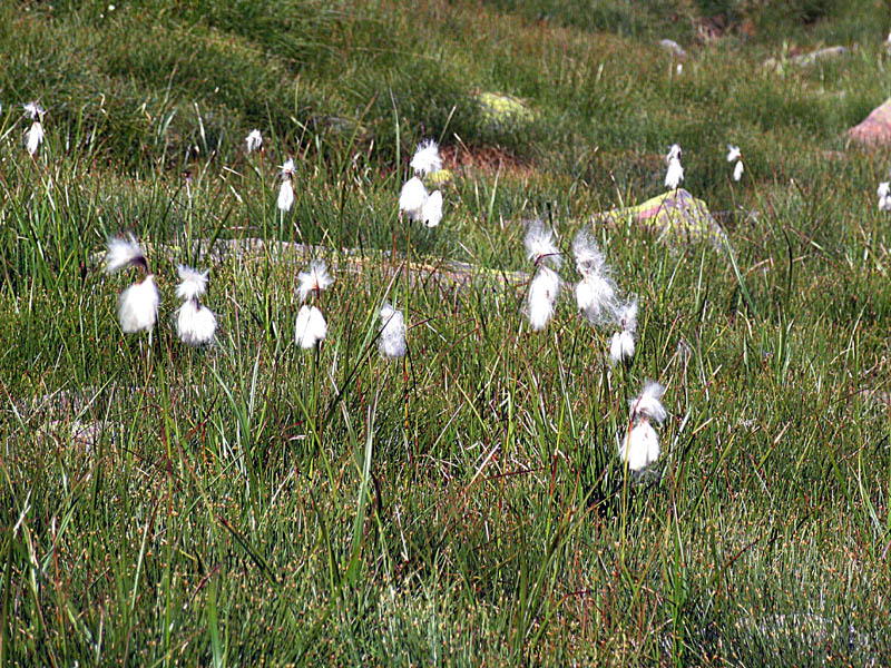 Eriophorum angustifolium Honck. / Erioforo a foglie strette